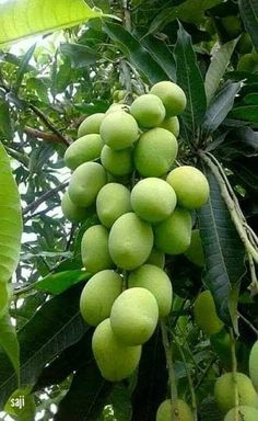 Mục này có hình ảnh của: 