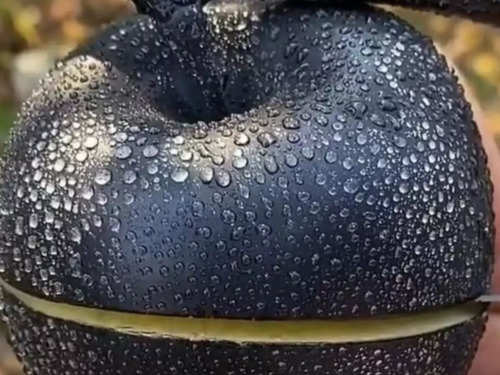 What is Black Diamond Apple, its benefits and why it is so costly | The Times of India