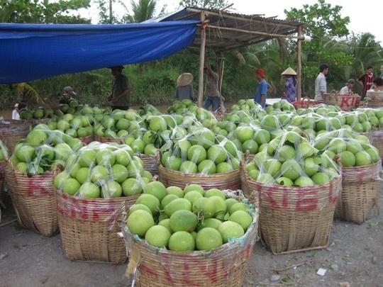 Vào mùa thu hoạch, trái cây miền Tây giảm giá thê thảm - Kinh doanh