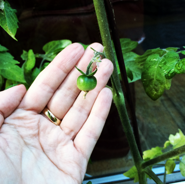 Miniature Fruits: A Glimpse into the Enchanting Realm of Elves - Special 68