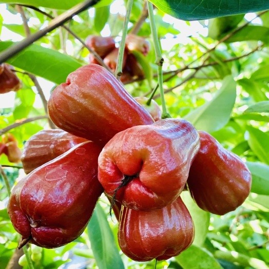CÁC GIỐNG MẬN PHỔ BIẾN Ở MIỀN NAM