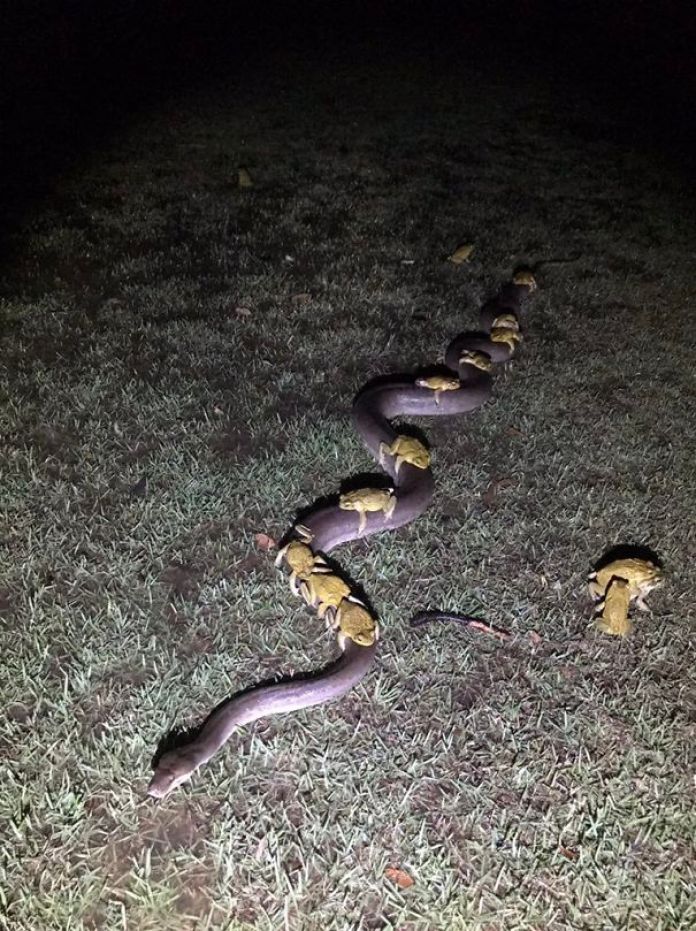 python and frogs