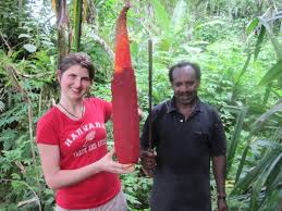 Pin on Exotic fruit