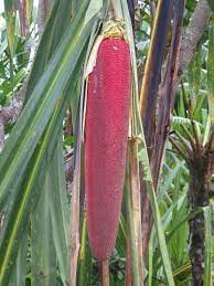 What is the most effective way to extract maximum amount of crude oil from the pericarp of Pandanus conoideus L fruits? | ResearchGate