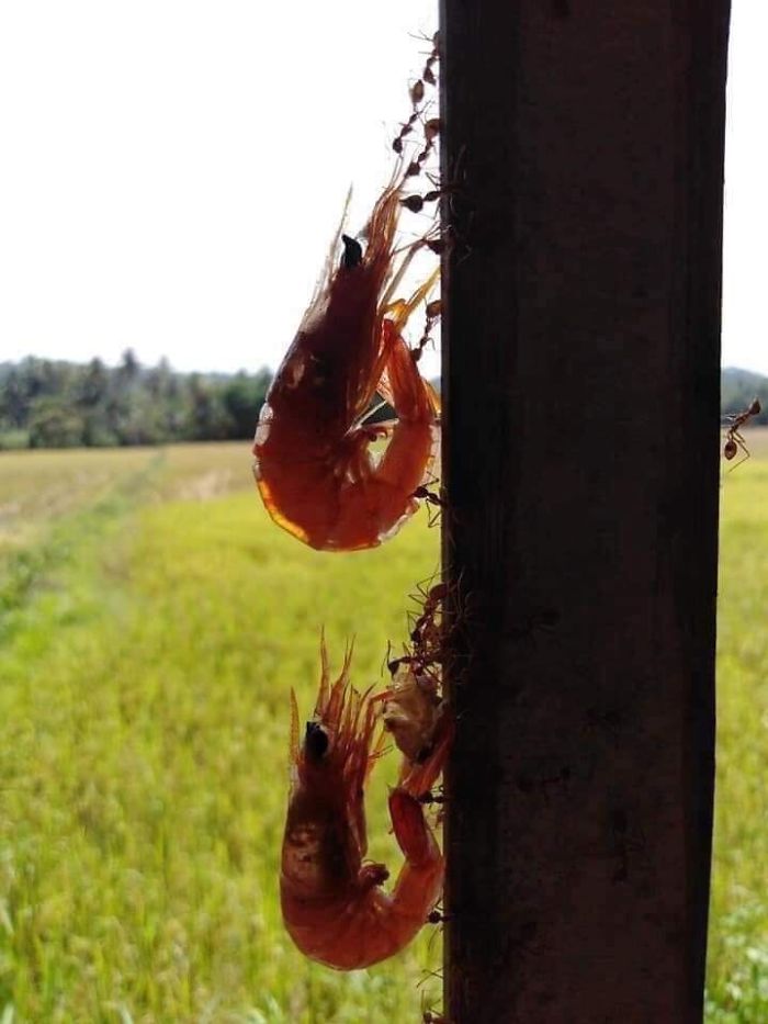 I Noticed Some Shrimp Missing...