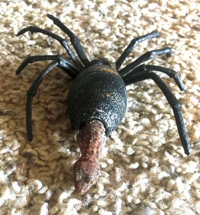 Friggin Gecko Hiding In My Son's Toy Spider