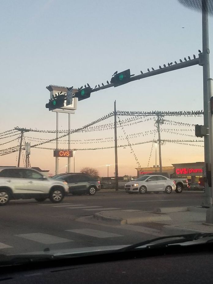birds on powerlines