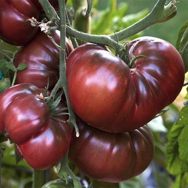 Black Krim - Types of Tomatoes (Varieties)