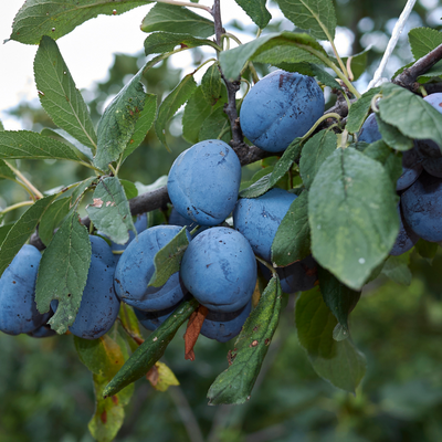 Blue Damson Plum Tree - Bob Wells Nursery - U.S. Shipping