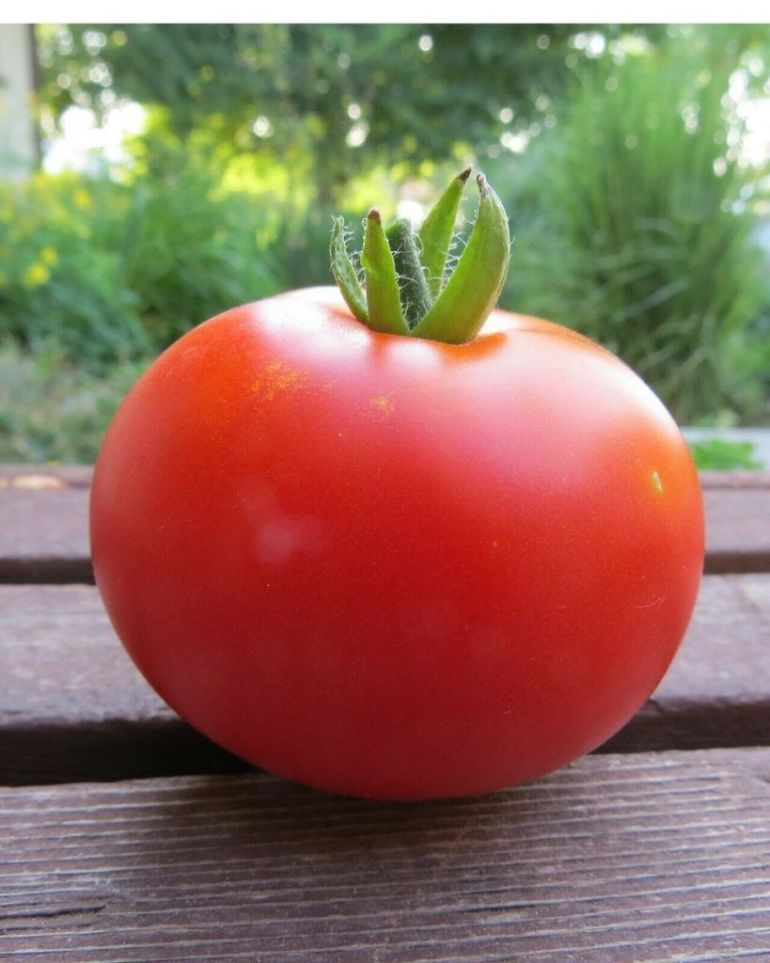 Calypso tomato