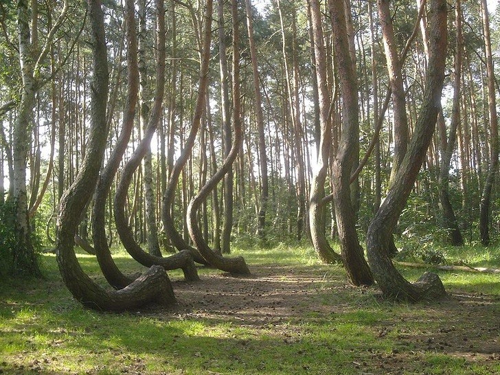 Crooked Forest: A forest in the village of Nowe Czarnowo in the south of Szcezecin, Poland.  The forest consists of 400 pine trees that bend 90 degrees at the base while their trunks grow vertically.  All the trees in the forest bend towards the north.  According to scientists, the pine trees here grow naturally for about 7-8 years before being bent.  Some people call it Devil's Forest for obvious reasons, although it is officially called Krzywy Las in Polish.