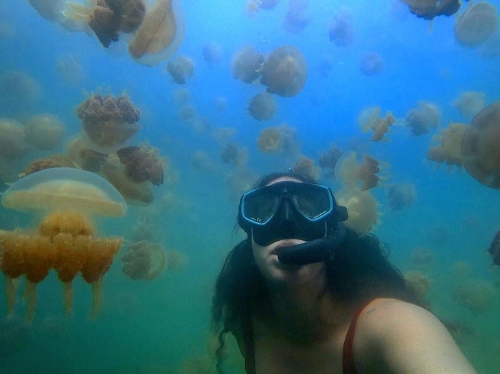 3. Jellyfish Lake, Palau: This jellyfish lake is located in Palao, an island nation consisting of nearly 250 large and small islands, with an area of ​​466 km2.  In 2007, the lake was reported to have up to 5 million jellyfish, but by 2018 that number had dropped significantly to just 630,000 golden jellyfish living in this UNESCO reserve.