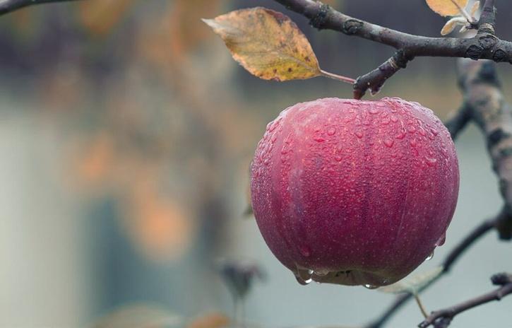 Sekai Ichi Apples price