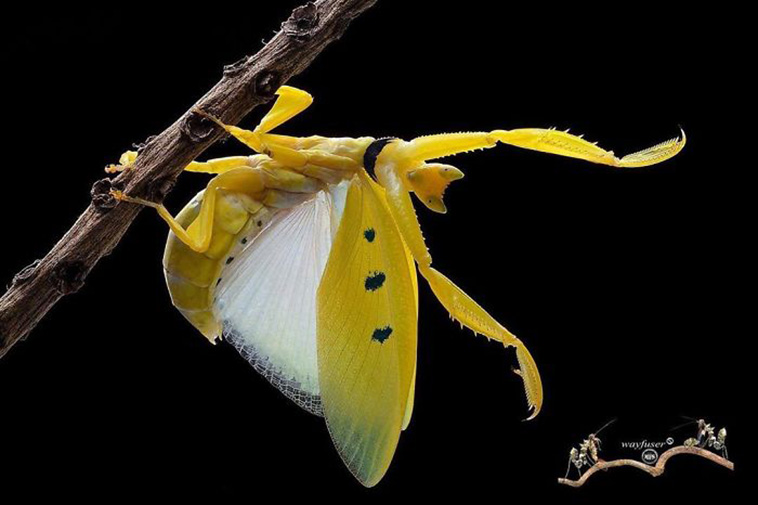 mantis photography