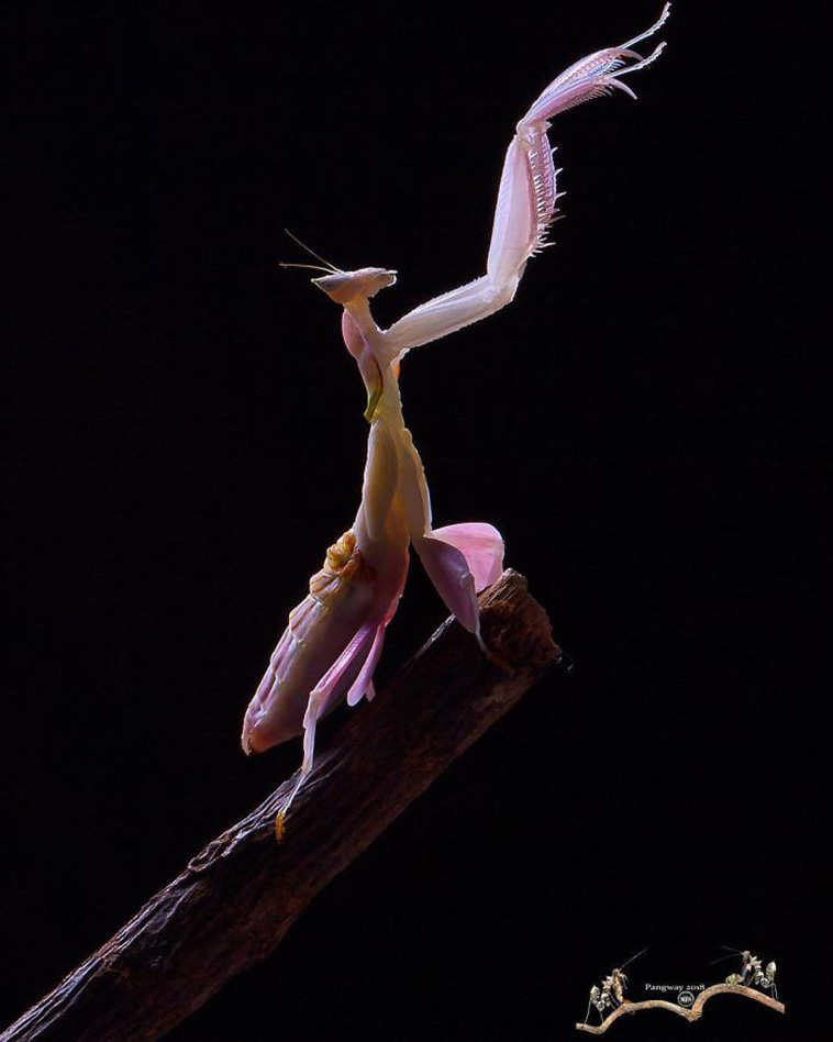 beautiful mantis photography
