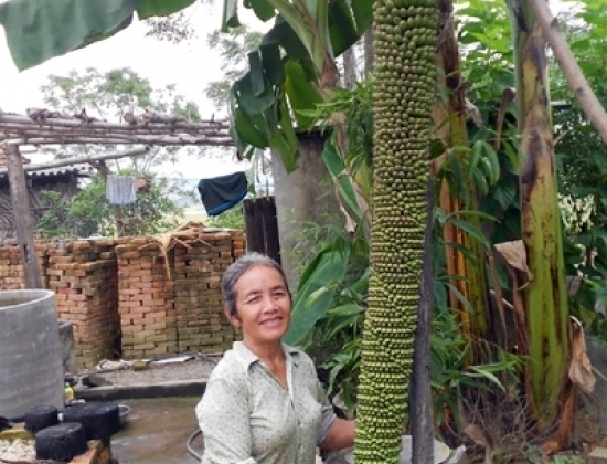 Buồng chuối dài hơn 2m trổ hơn 200 nải