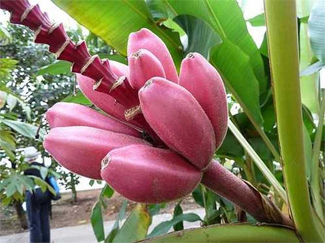 Chuối màu tím hồng độc lạ nửa triệu đồng/nải gây sốt