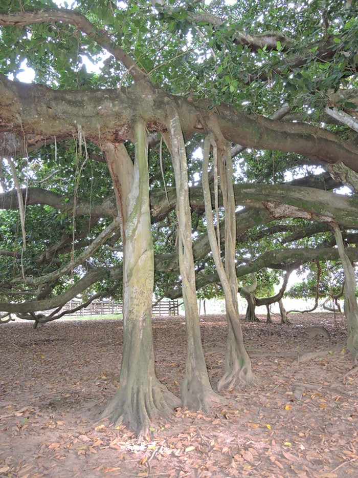 https://earthlymission.com/wp-content/uploads/2022/02/columbia-largest-tree-san-marcos-2.jpg