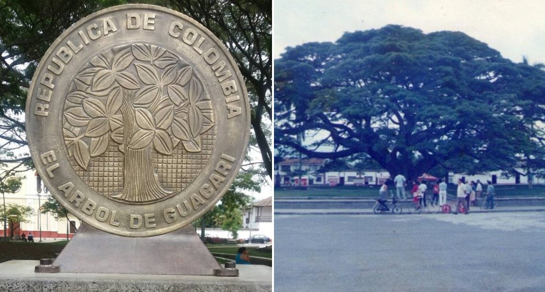 https://earthlymission.com/wp-content/uploads/2022/02/columbia-largest-tree-san-marcos-7.jpg