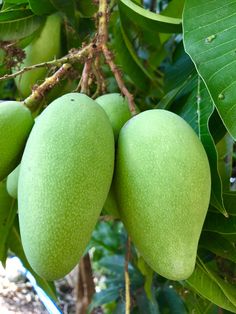 Mục này có hình ảnh của: 