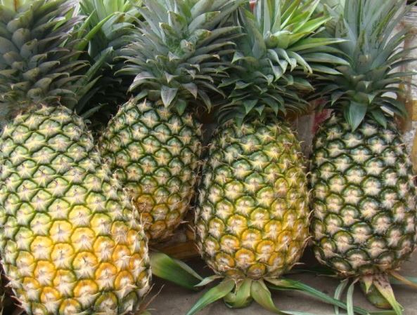 Cách trồng dứa đơn giản cho mùa bội thu