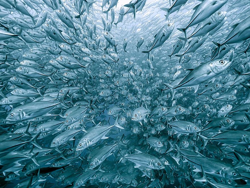 3rd Place, Other Animals. School Of Mackerel, Cocos Island By Henry Jager