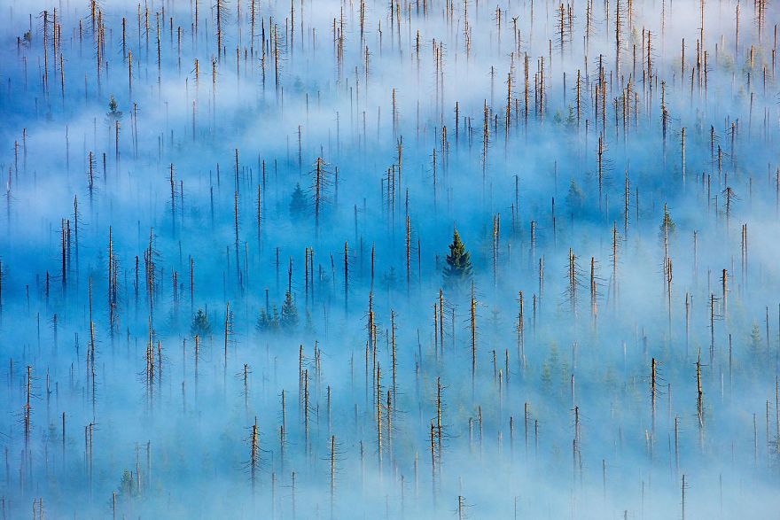 Winner, Plants And Fungi. New Life In A Dead Forest. Dead Forest, Bavaria By Radomir Jakubowski
