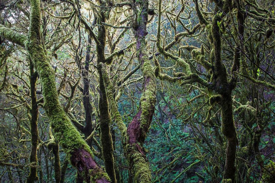 8th Place, Plants And Fungi. Raso De La Bruma By Stefan Pütz-Cordes