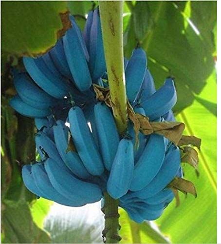 Blue Java Bananas Taste Like Ice Cream - How to Plant Blue Java Bananas