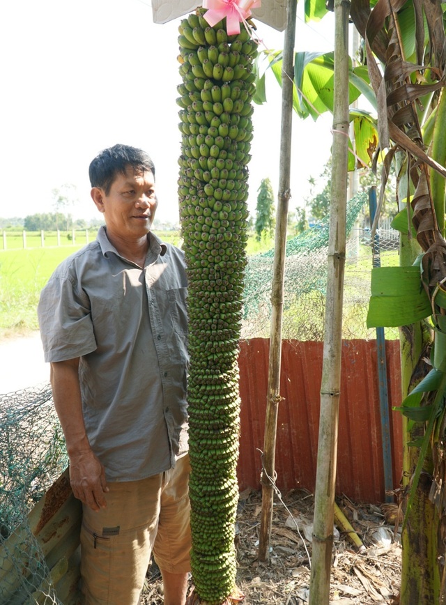 Quảng Ngãi: Độc đáo buồng chuối trên 100 nải, dài hơn 2m | Báo Dân trí