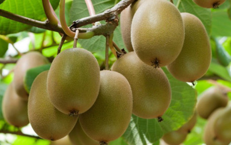 Ngắm những cây kiwi sai trĩu quả giúp nông dân 