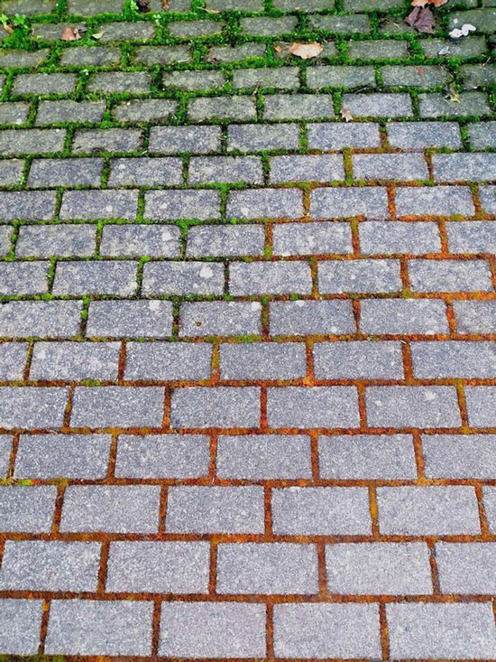 The life cycle of moss on a yard creates a beautiful picture