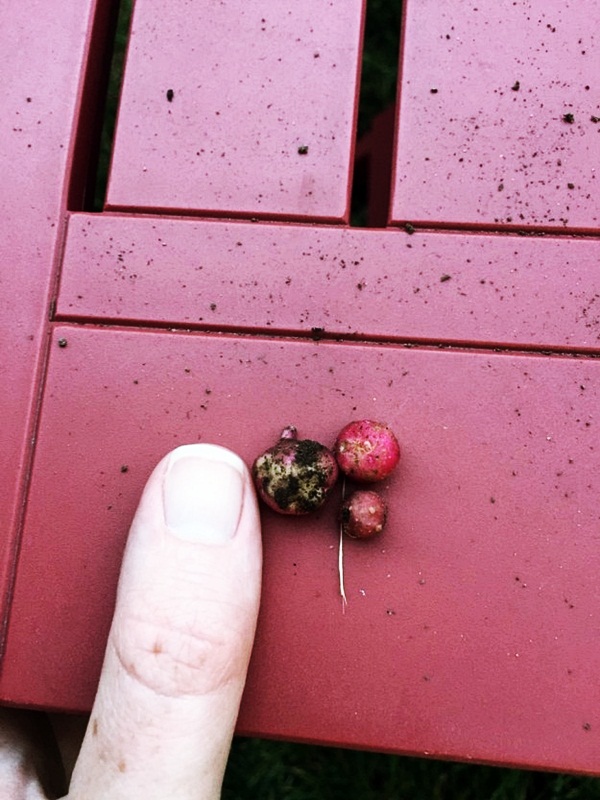 Miniature Fruits: A Glimpse into the Enchanting Realm of Elves - Special 68