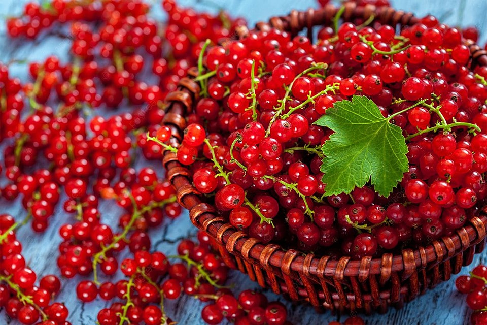Nền Quả Lý Chua đỏ Quả Lý Chua đỏ Trong Bát Liễu Gai Trên Bàn Bếp Quả Lý  Chua đỏ Trong Bát Liễu Gai Trên Bàn Hình Chụp Và Hình ảnh Để
