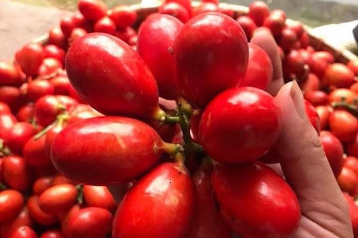 Cây quả máu đỏ đẹp lạ mà ăn ngon hết ý