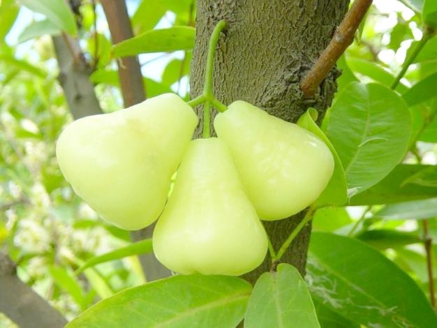 Thứ quả ở Việt Nam thì bị chê lên chê xuống, dân Thái Lan và Trung Quốc lại  tôn sùng xem như loại quả quý
