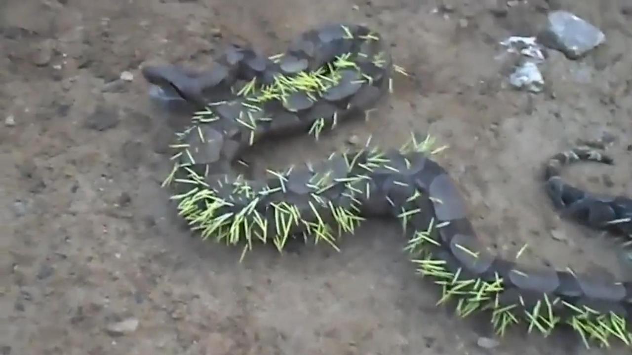 Now it is clear why porcupines are so spikey