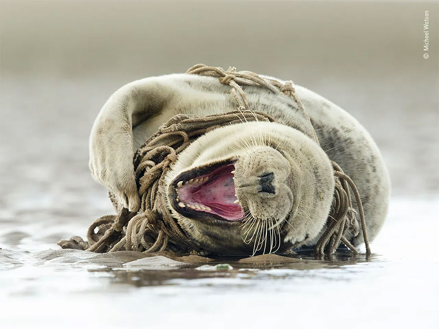 Highly Commended. Oceans - The Bigger Picture: 'A Distressing Matter' By Michael Watson