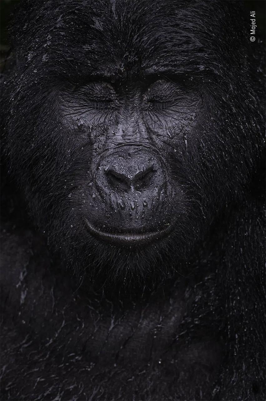 Category Winner. Animal Portraits: 'Reflection' By Majed Ali