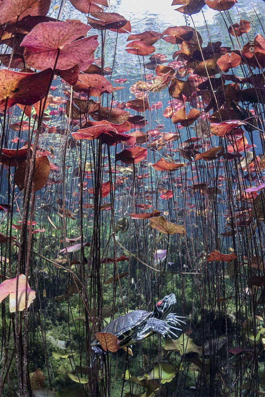 Highly Commended. Wetlands - The Bigger Picture: 'Turtle In Paradise' By Henley Spiers