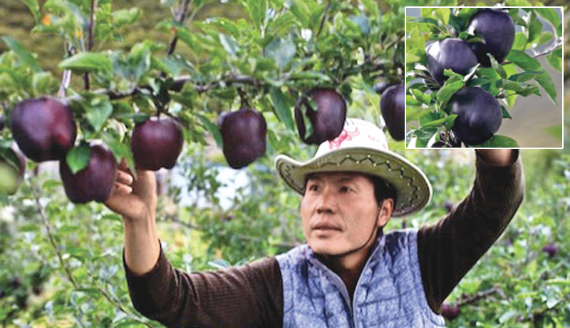 Black Diamond apples | Daily News